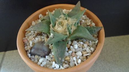 Ariocarpus retusus ssp. trigonus, El Olmo