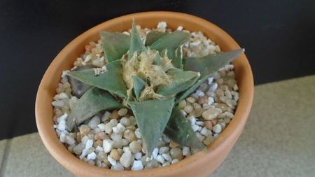 Ariocarpus retusus ssp. trigonus, El Olmo