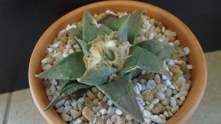 Ariocarpus retusus ssp. trigonus, El Olmo