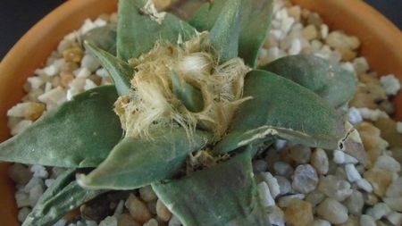 Ariocarpus retusus ssp. trigonus, El Olmo