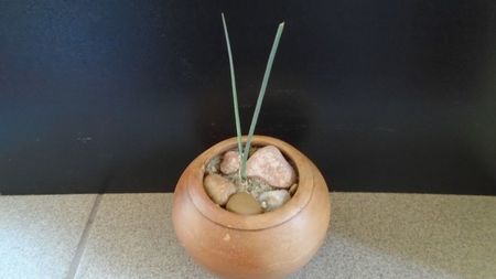 Dracaena serrulata (Yemen, Dhofar, Oman)