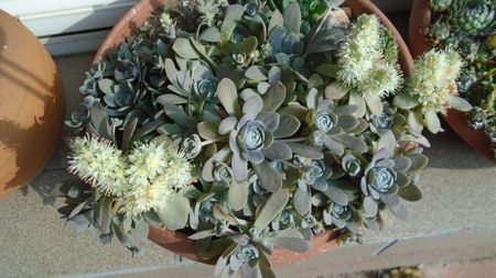 Orostachys iwarenge (Chinese dunce cap)