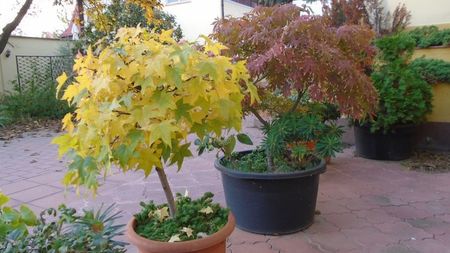 Liquidambar styraciflua & Acer palmatum atropurpureum