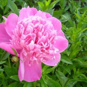 bujor roz Sarah Bernardt-20lei