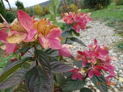 hydrangea pan. Chamaeleon