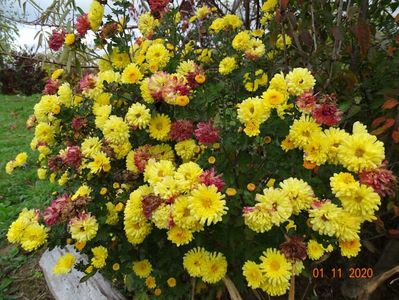 chrysanthemum Nantyderry Sunshine