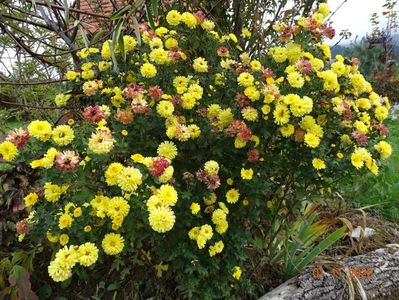 chrysanthemum Nantyderry Sunshine