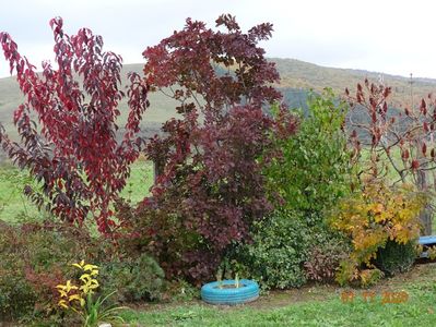 cotinus coggyria Royal Purple, prunus Royal Burgundy