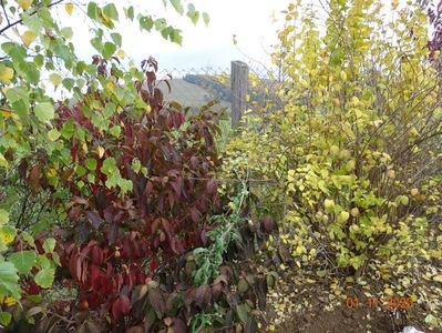 viburnum Watanabe