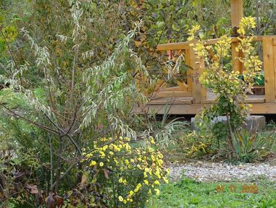 cotinus coggyria Golden Spirit