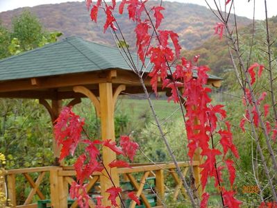 acer tataricum