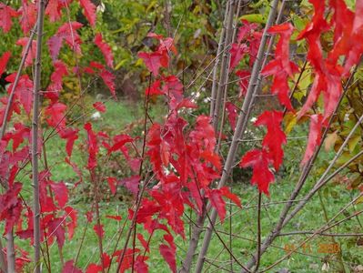 acer tataricum