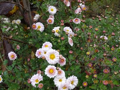 chrysanthemum Julia