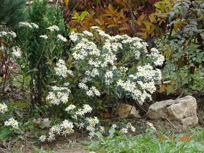 aster ageratoides Ashvi