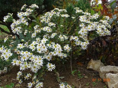 aster ageratoides Ashvi