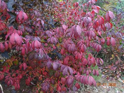 euonymus alatus Compactus