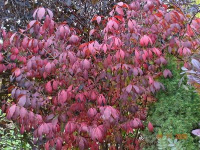 euonymus alatus Compactus