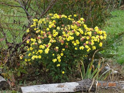 chrysanthemum Nantyderry Sunshine