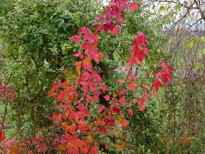 acer October Glory