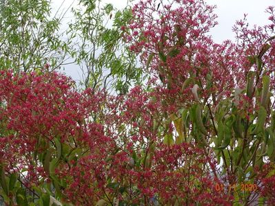 heptacodium miconioides