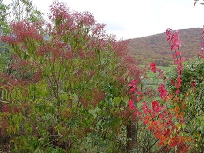 heptacodium miconioides, acer October Ruby