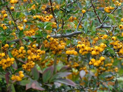 pyracantha Soleil d'Or