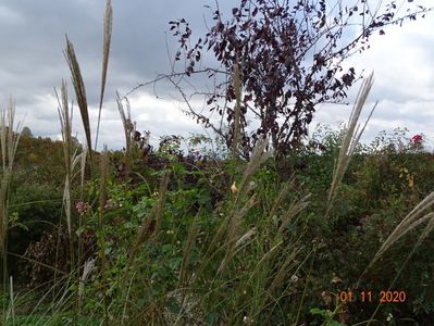 miscanthus sinensis Adagio