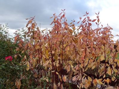 cornus alba sibirica Variegata