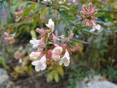 abelia grandiflora