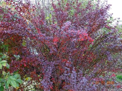 berberis Orange Rocket