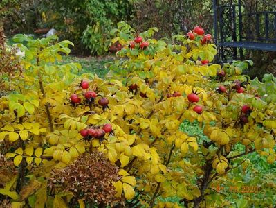 rosa rugosa Alba