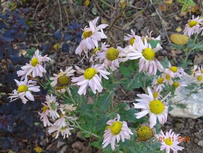 chrysanthemum Sheffield