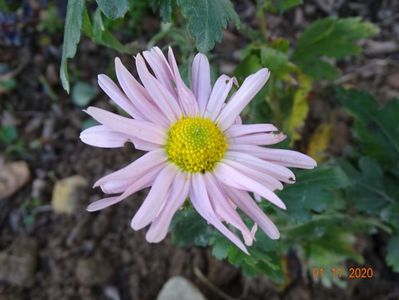 chrysanthemum Sheffield