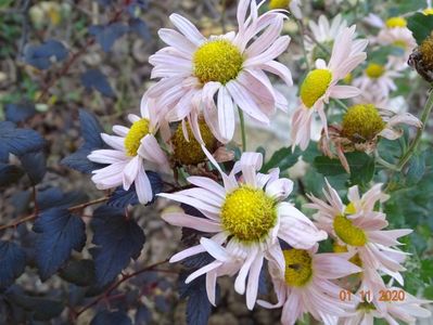 chrysanthemum Sheffield