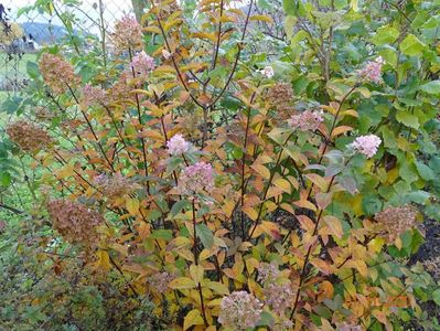 hydrangea pan. Sundae Fraise