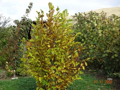 magnolia stellata Rosea