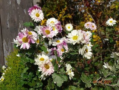 chrysanthemum Poesie