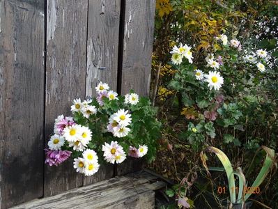 chrysanthemum Poesie