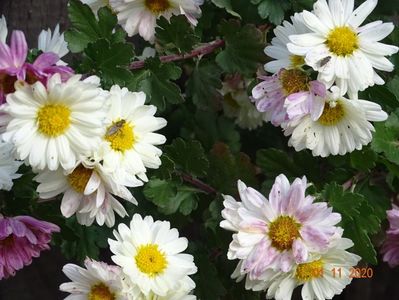 chrysanthemum Poesie