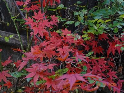 acer palmatum Atropurpureum