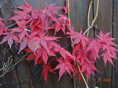 acer palmatum Atropurpureum