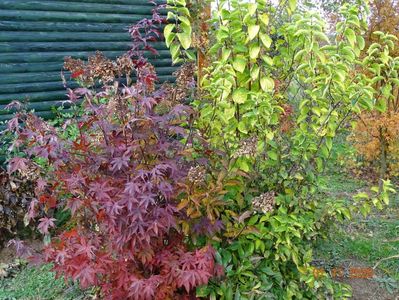 acer palmatum Trompenburg