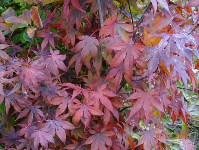 acer palmatum Trompenburg