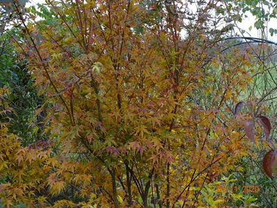 acer palmatum