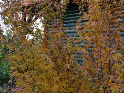 acer palmatum