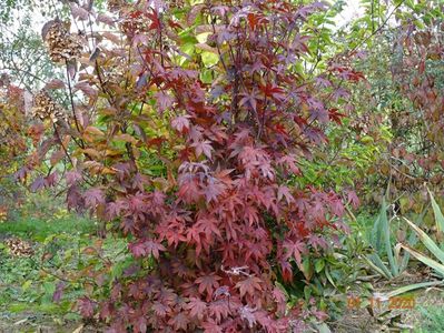 acer palmatum Trompenburg