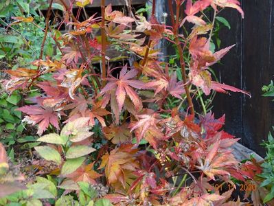 acer palmatum Orange Dream