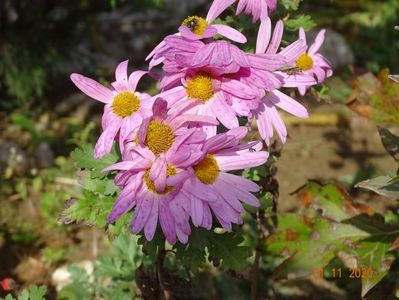 chrysanthemum Clara Curtis