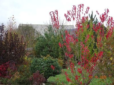 acer tataricum