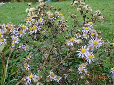 aster ageratoides Asran